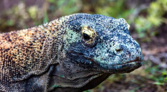 Popolazione del drago di Komodo: quante di queste enormi creature vagano ancora sulla Terra?
