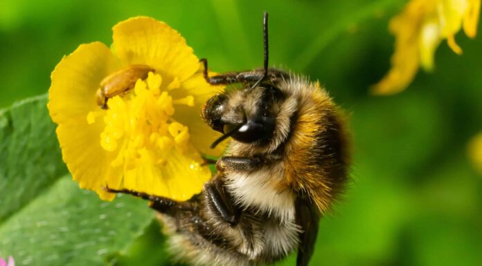10 tipi di api in Illinois e dove sciamano 

