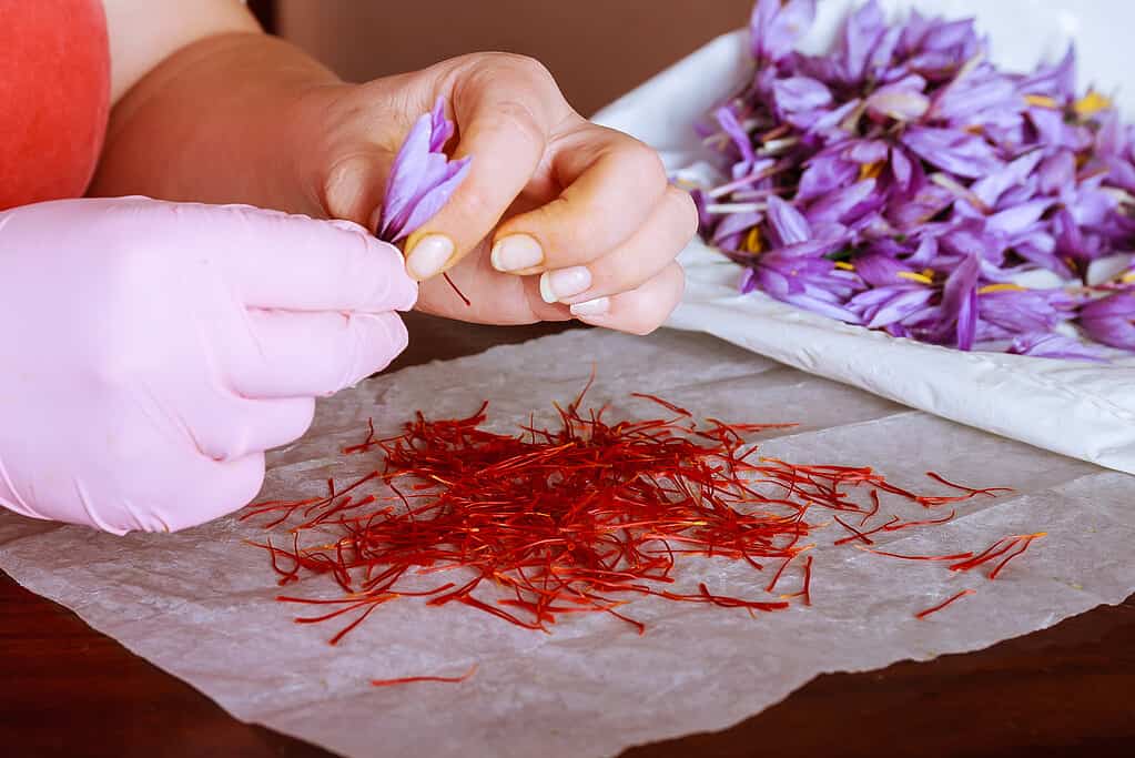 Separazione dei fili di zafferano dal resto del fiore