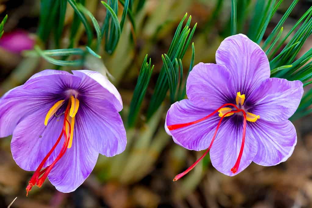 Crocus sativus Picze allo zafferano.  I vivaci stimmi e stili cremisi, chiamati fili, vengono raccolti per essere utilizzati principalmente come condimento negli alimenti.  È tra le spezie più costose al mondo in peso.