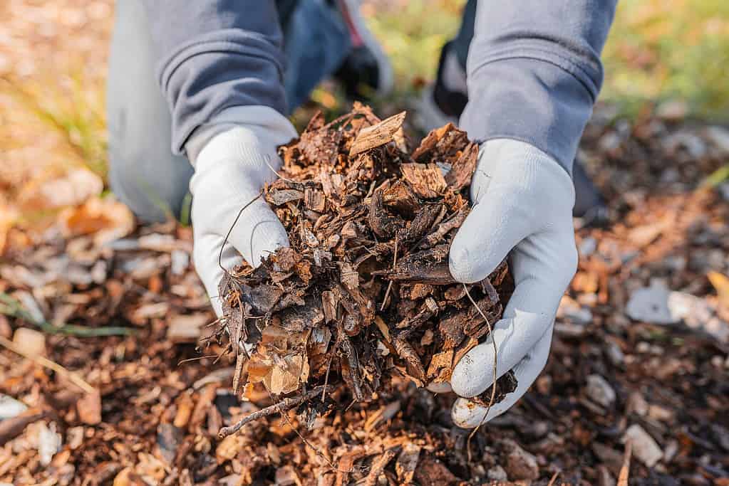 le mani nei guanti da giardinaggio stanno smistando il legno tagliato degli alberi.  Cerchio del tronco d'albero di pacciamatura con trucioli di legno.  Materia organica di origine naturale