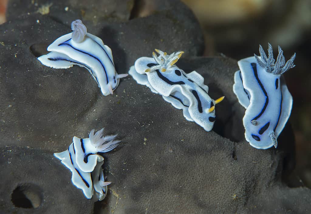 Cromodoris di Willan (Chromodoris willani)