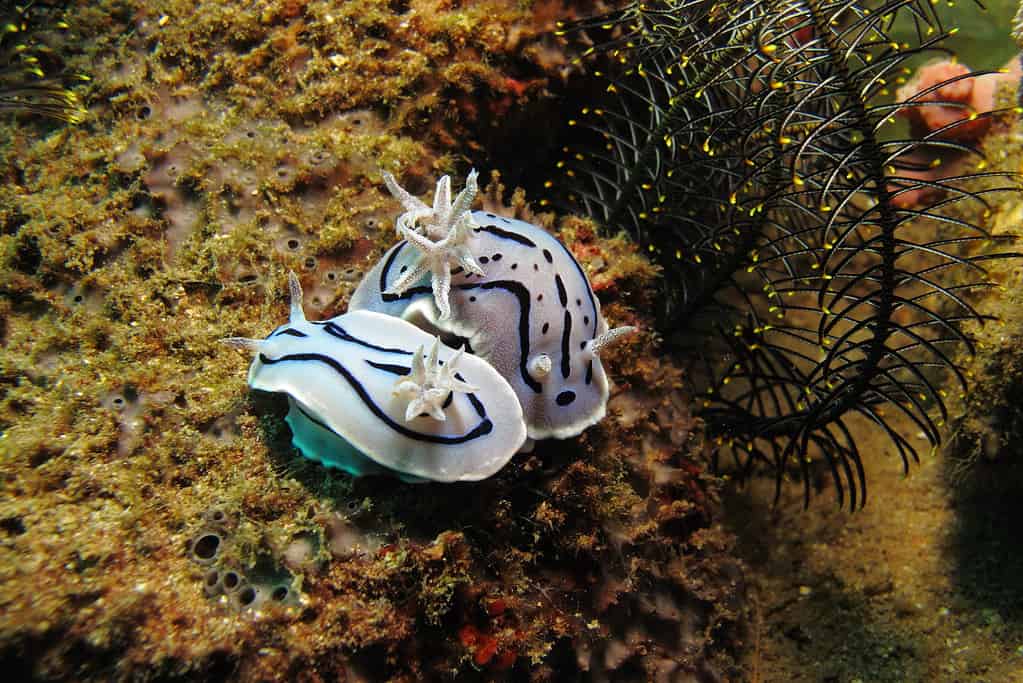 Chromodoris di Willan (lo dico a Chromodoris)