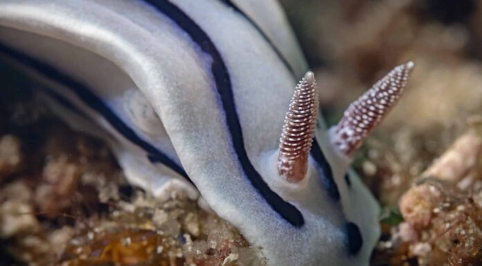 Chromodoris Willani
