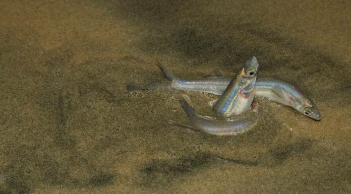 Grunion
