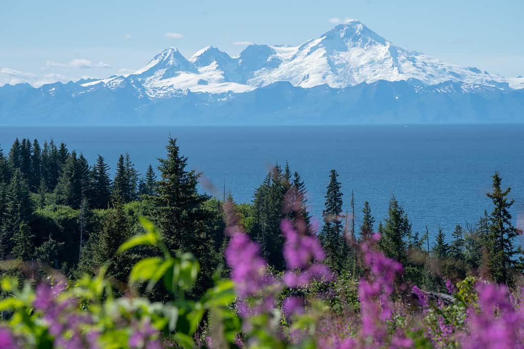 Vista chiara del Monte Redoubt dal punto di ancoraggio Alaska in una giornata di sole.  Fireweed e alberi in primo piano
