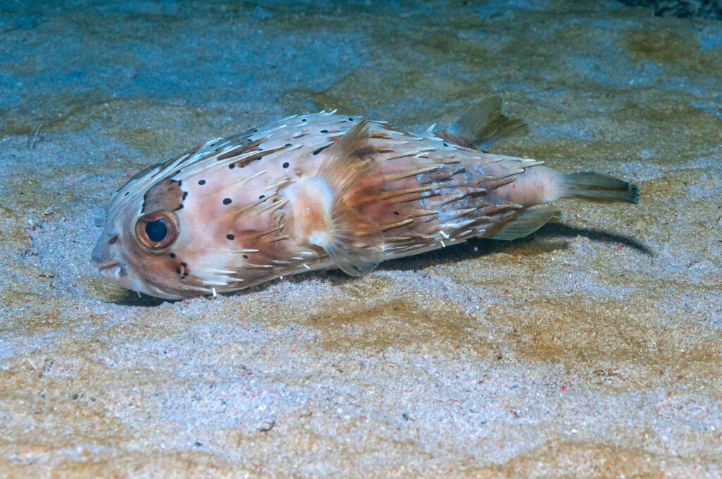 Pesce porcospino