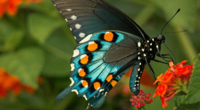 Scopri 12 incredibili farfalle che vivono nella Carolina del Nord
