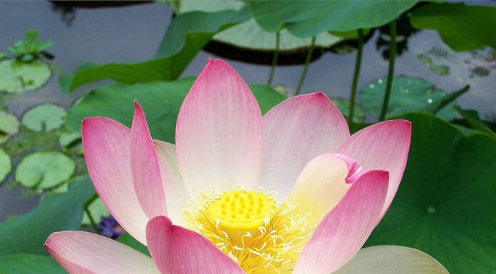 Scopri il fiore nazionale dell'India: il loto
