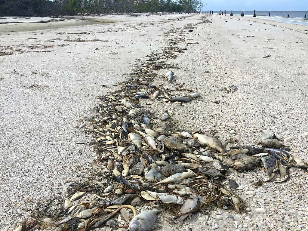 La marea rossa uccide in massa i pesci