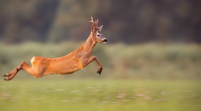 Incredibile video: questo veloce cervo può correre più veloce di una tigre affamata?
