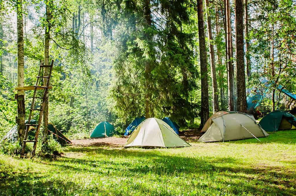 Diverse tende da campeggio allestite in una foresta di alberi