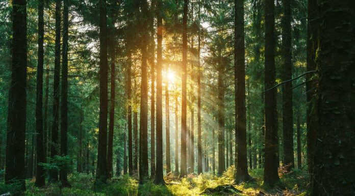 Scopri la foresta più grande dell'Iowa (e ciò che vive al suo interno)
