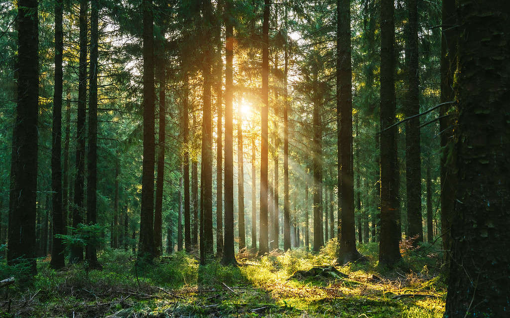 Foresta con il sole che scorre dietro gli alberi