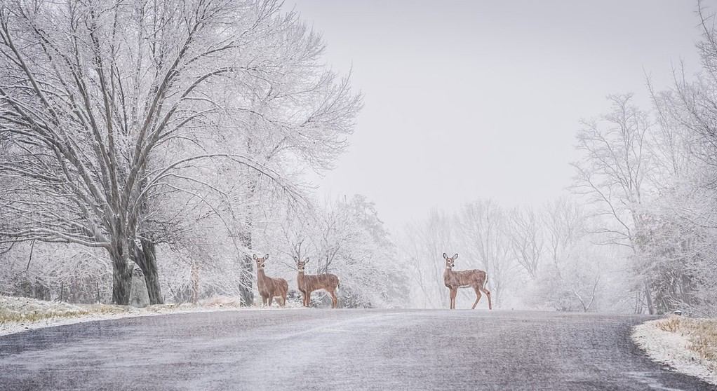 Tre cervi che si fermano mentre attraversano la strada suburbana durante la bufera di neve;  alberi innevati su entrambi i lati