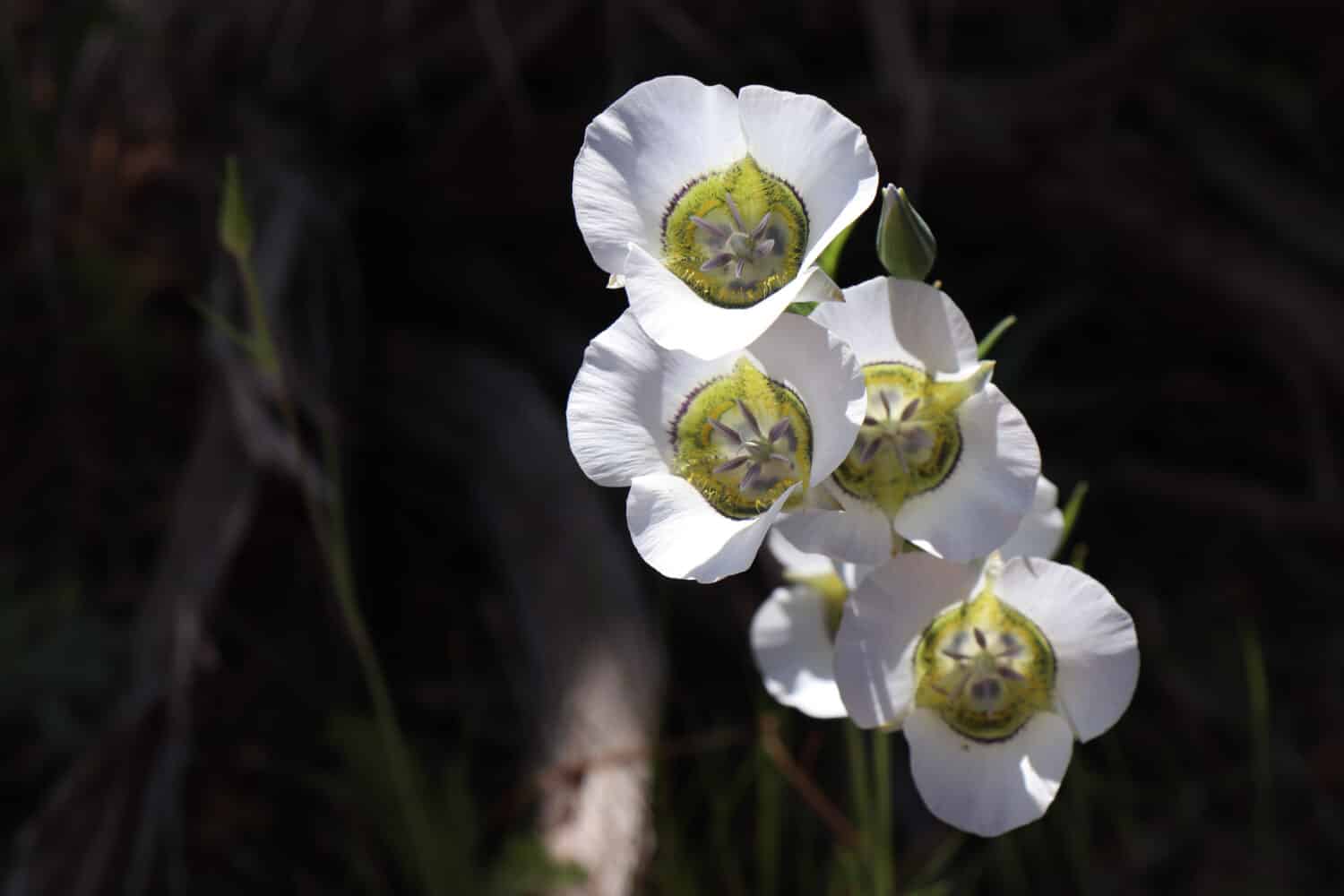 Primo piano di gigli Sego bianchi che fioriscono nel Parco Nazionale di Mesa Verde, Colorado