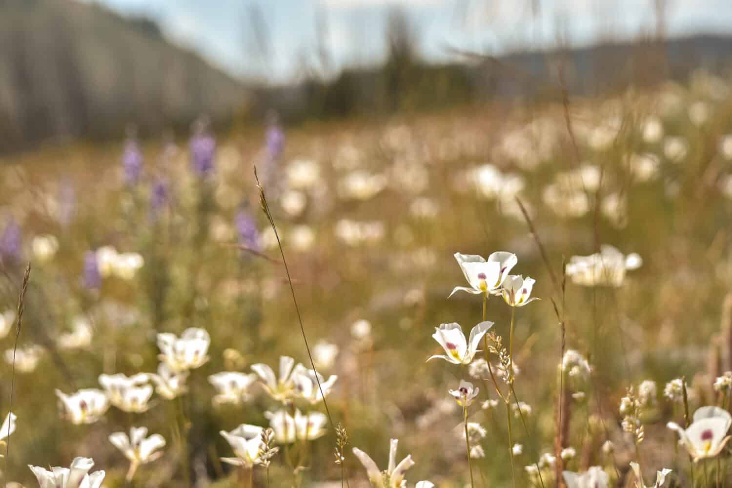 il campo di fiori selvatici del giglio di Sego nell'Idaho. 