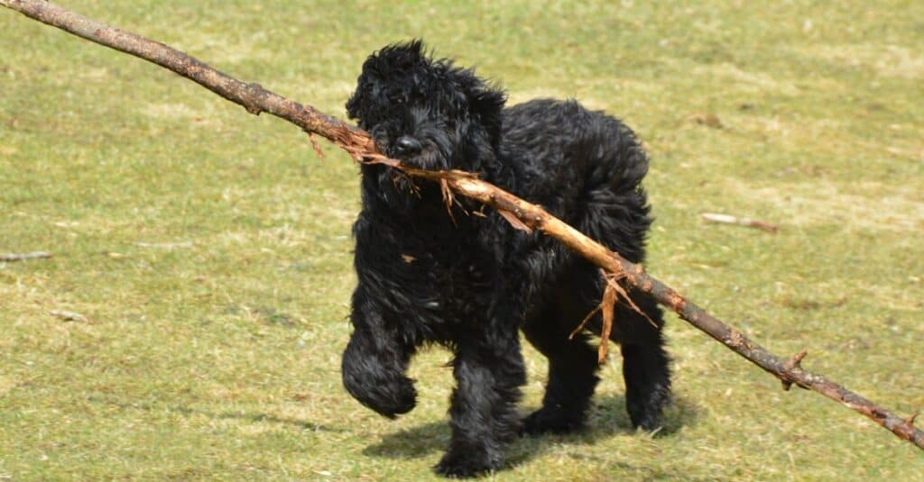 Bouvier des Flandres cane che gioca con un bastone.