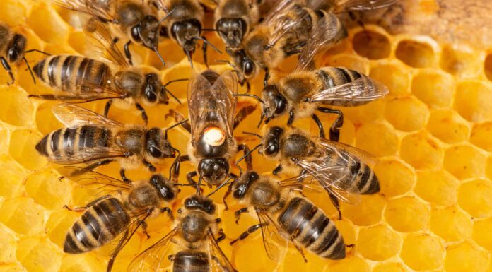 Scopri le 12 api più comuni trovate negli Stati Uniti (classificate in base alla puntura più dolorosa)
