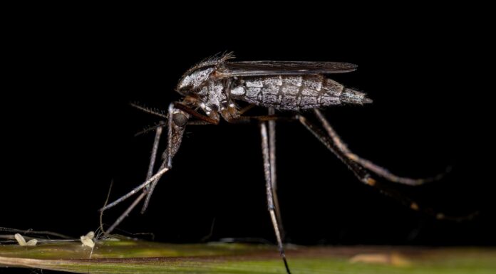 Scopri i 7 tipi di zanzare destinati a invadere la Florida

