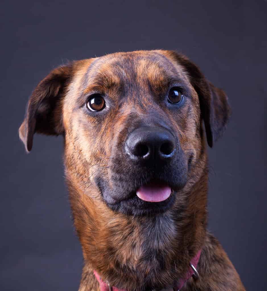 Plott hound Lab mix isolato