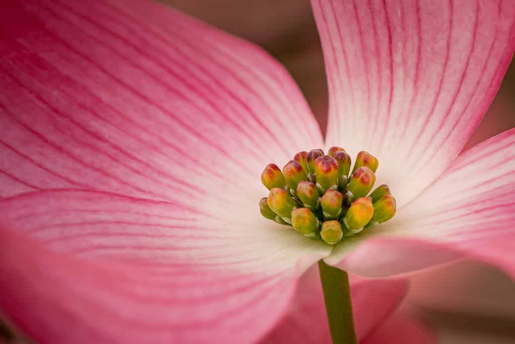 foto a macroistruzione del fiore rosa del corniolo