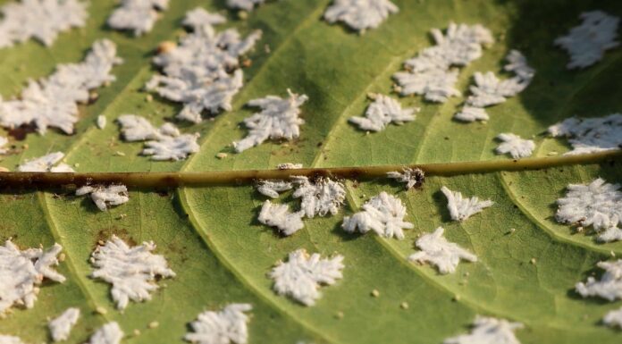 9 piccoli insetti comunemente trovati che sembrano pelucchi o polvere

