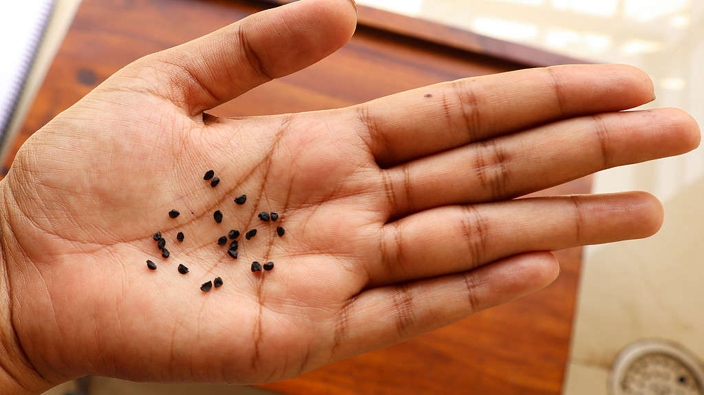 20 semi di cipolla molto piccoli sono visibili in un palmo rivolto verso l'alto dalla pelle chiara.  I semi sono neri e di forma ovale.