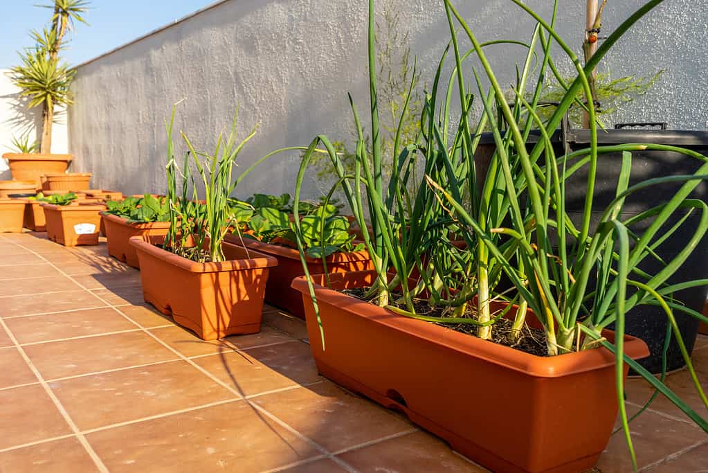 Veduta di un orto urbano in vasi di plastica con erba cipollina e aglio in primo piano.  Messa a fuoco selettiva.  Concetto di cibo ecologico