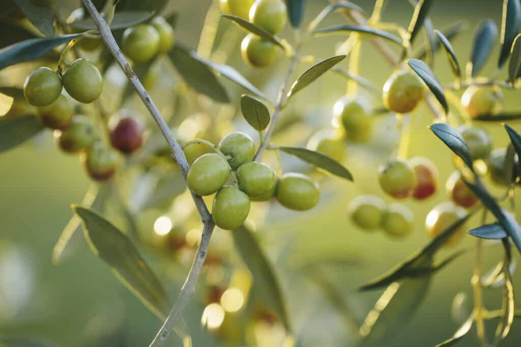 Primo piano estremo di un grappolo di olive verdi su un ramo d'ulivo, su uno sfondo di olive, foglie di ulivo e rami più meno concentrati.