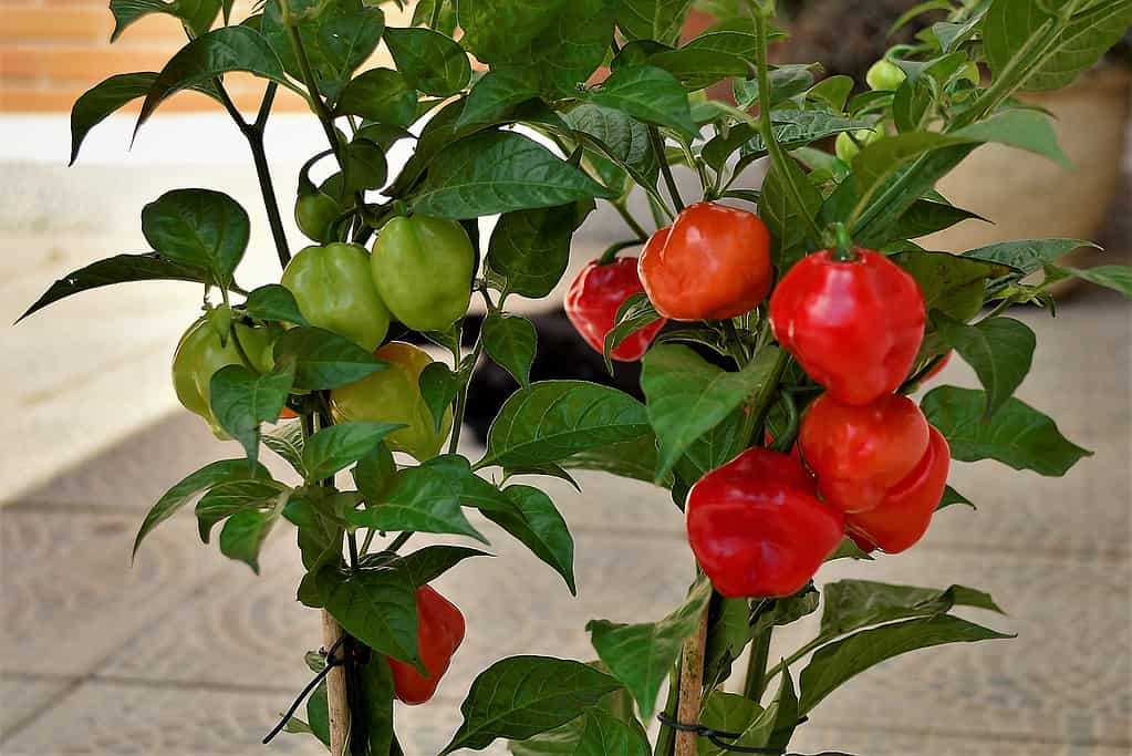 Peperoni Habanero Capsicum chinense