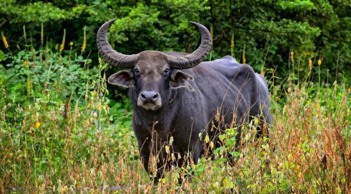 Cosa mangiano i bufali?
