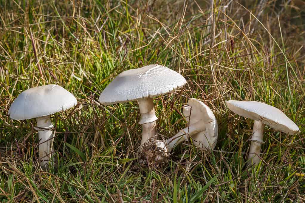 funghi porcini bianchi