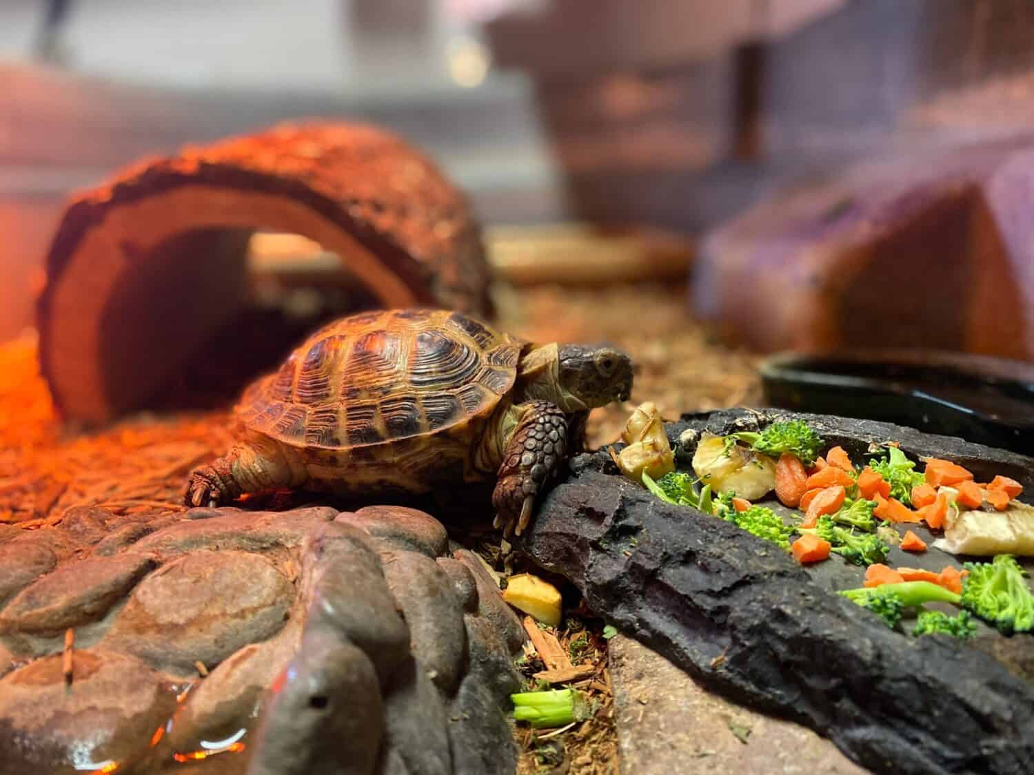 Una piccola tartaruga che mangia carote e broccoli da un piatto roccioso in un terrario con luce rossa