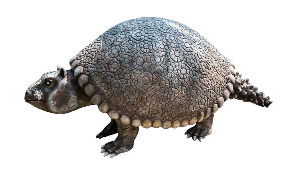 Glyptodon era un genere di grandi mammiferi pesantemente corazzati della sottofamiglia Glyptodontinae, parenti di armadilli, vissuti durante l'epoca del Pleistocene, isolati su sfondo bianco con tracciato di ritaglio