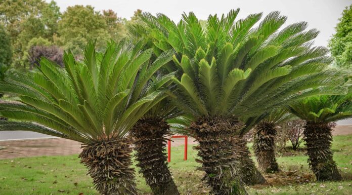 Radici di palma: tutto ciò che dovresti sapere
