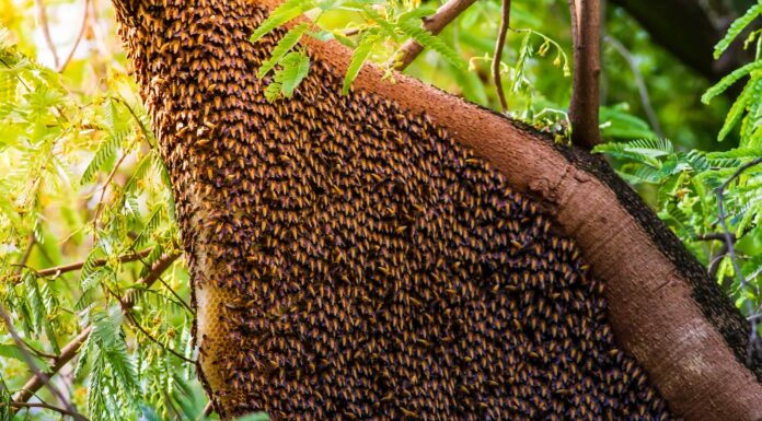 Honey Bee Nest: identificazione e come sbarazzarsene
