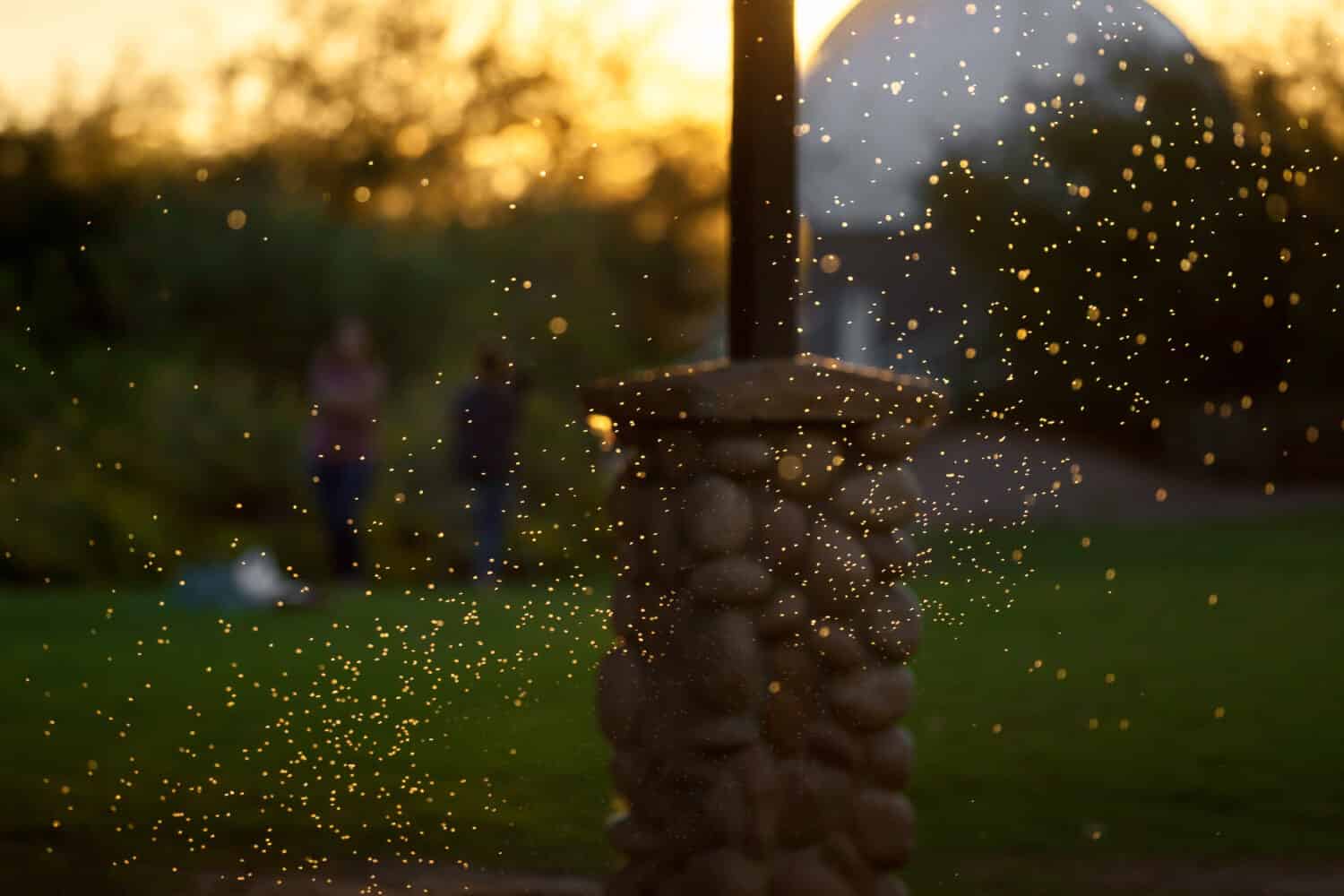 Uno sciame di zanzare o moscerini retroilluminati che volano sotto una capanna da picnic in un parco.  Sono a distanze diverse dalla fotocamera e alcuni sono a fuoco, altri sembrano punti di luce.