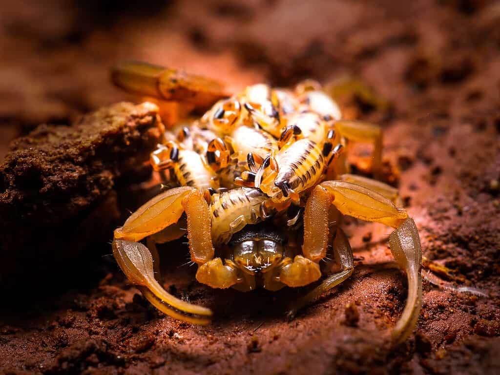 Madre scorpione dalla corteccia striata con scorpioni sulla schiena