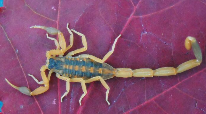 Scorpioni in Arkansas: dove vivono e quanto spesso pungono
