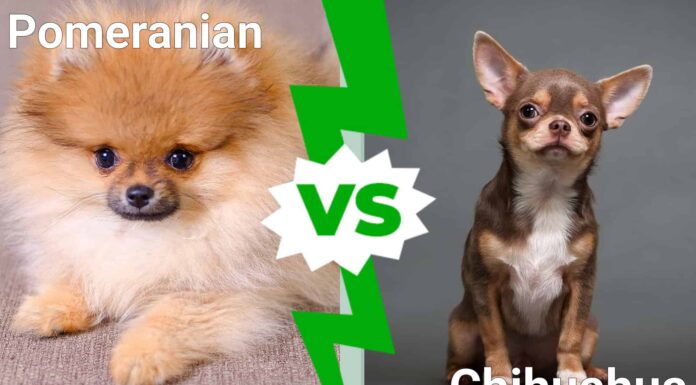 Pomerania vs. Chihuahua: 9 differenze di razza chiave
