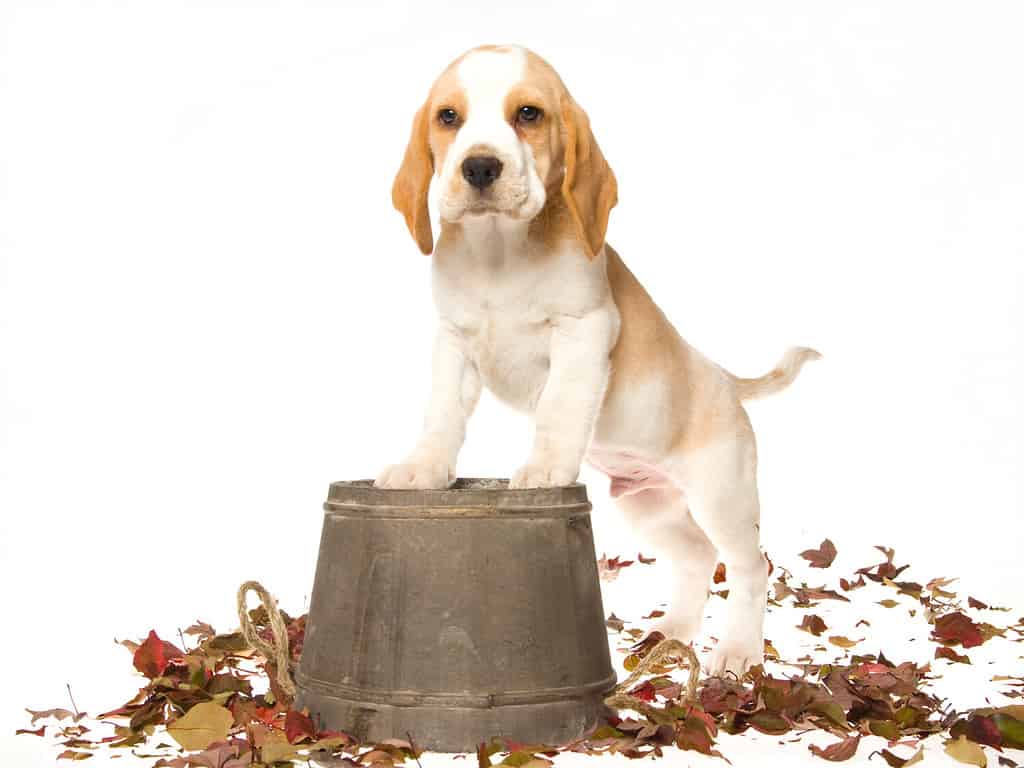 Cucciolo di Beagle con zampe anteriori su botte di legno, su sfondo bianco