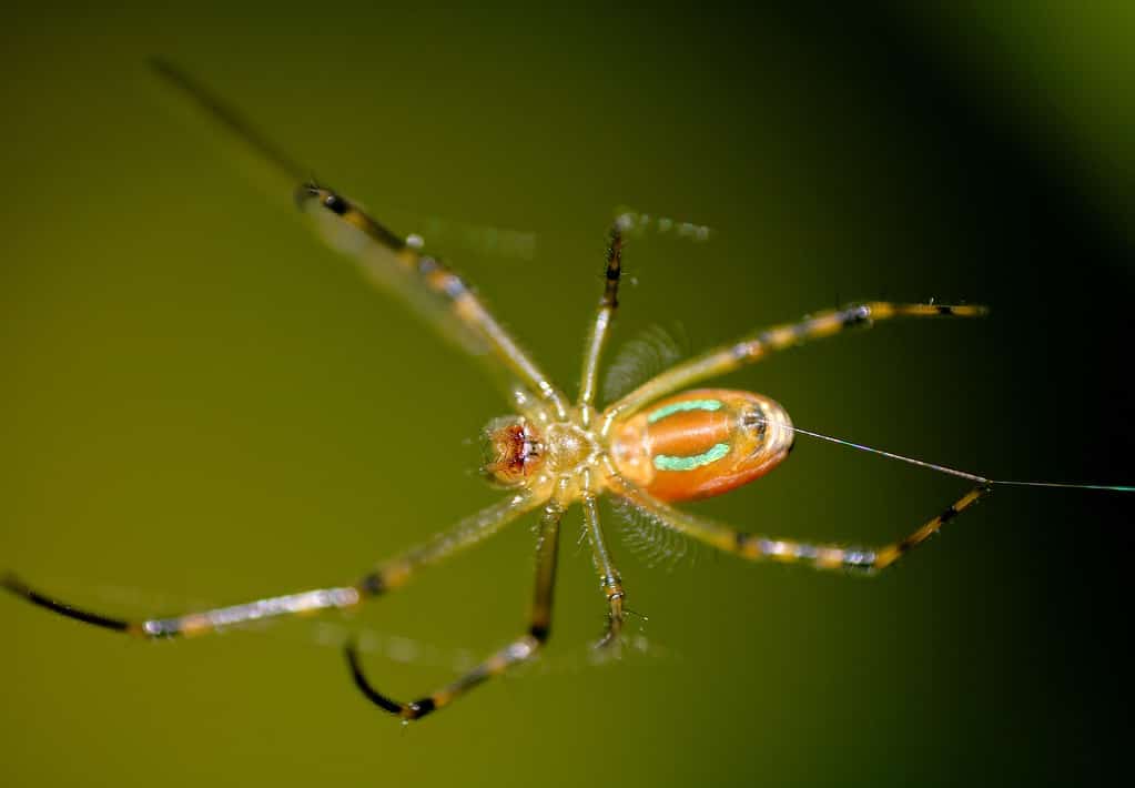 Orchard Orb-Weaver Spider o Leucauge venusta