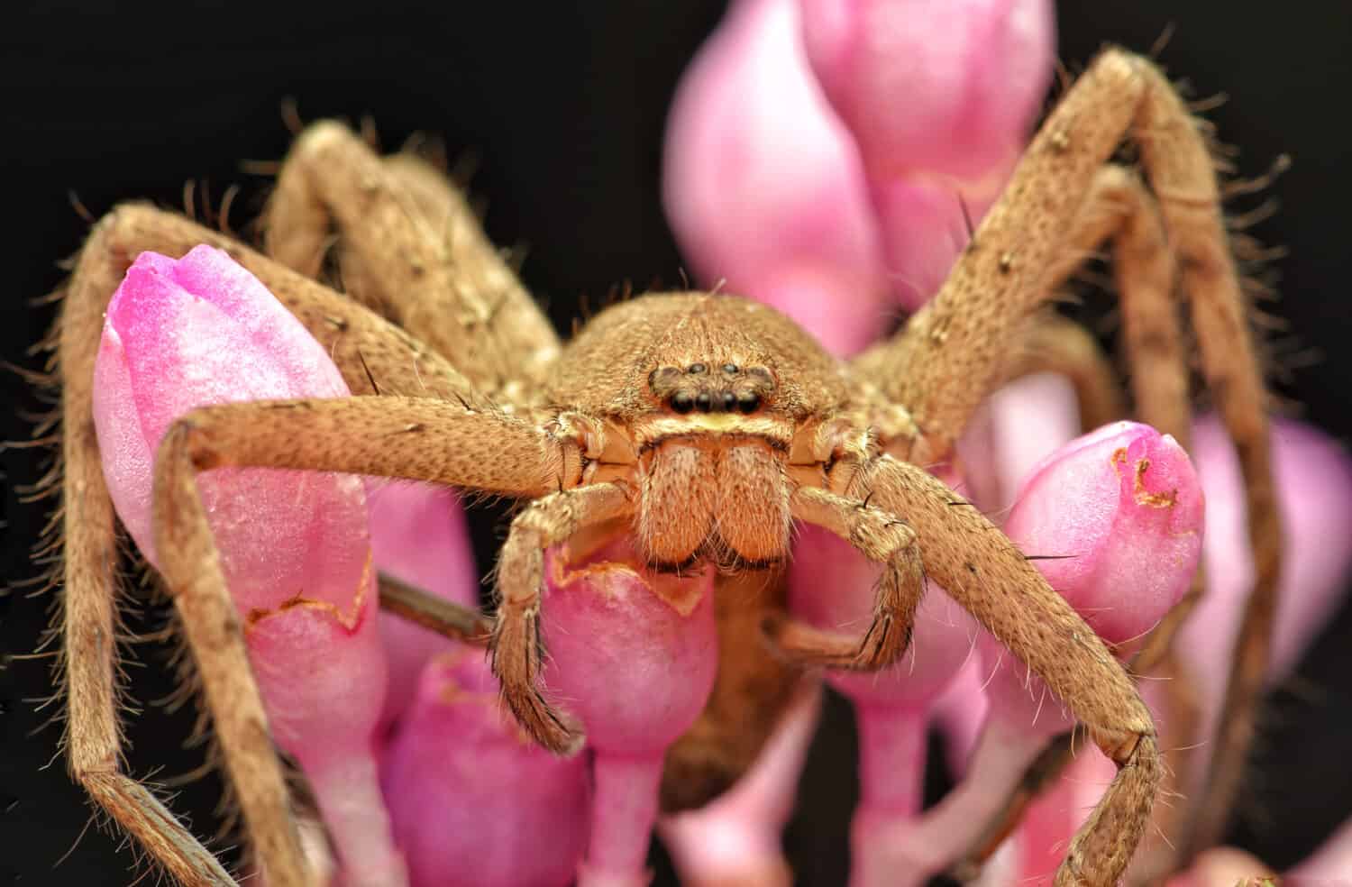 Ritratto di Heteropoda venatoria ragno cacciatore