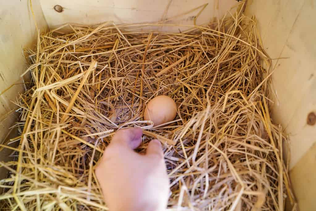 Raccogliere un uovo dalla scatola di nidificazione