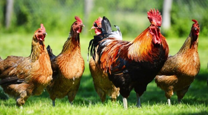 Allevare polli per le uova: una guida pratica completa
