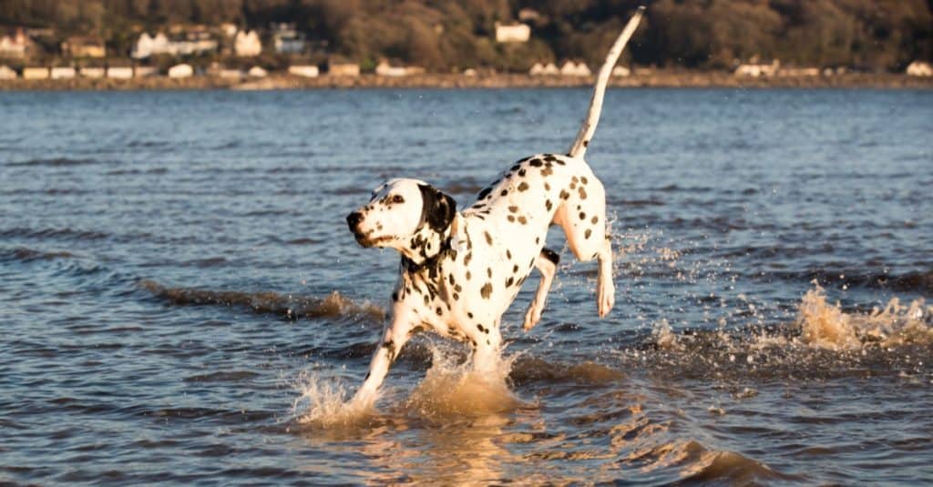 Felice giocoso cane dalmata che gioca nel mare, divertendosi a sguazzare