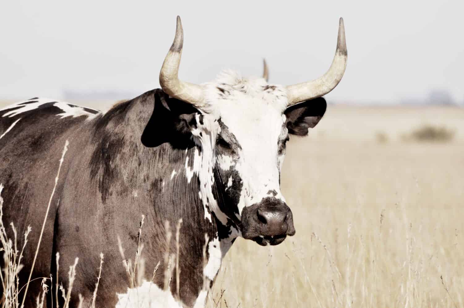 Un ritratto di un bestiame del Texas Longhorn con la pelle modellata in bianco e nero nel terreno agricolo