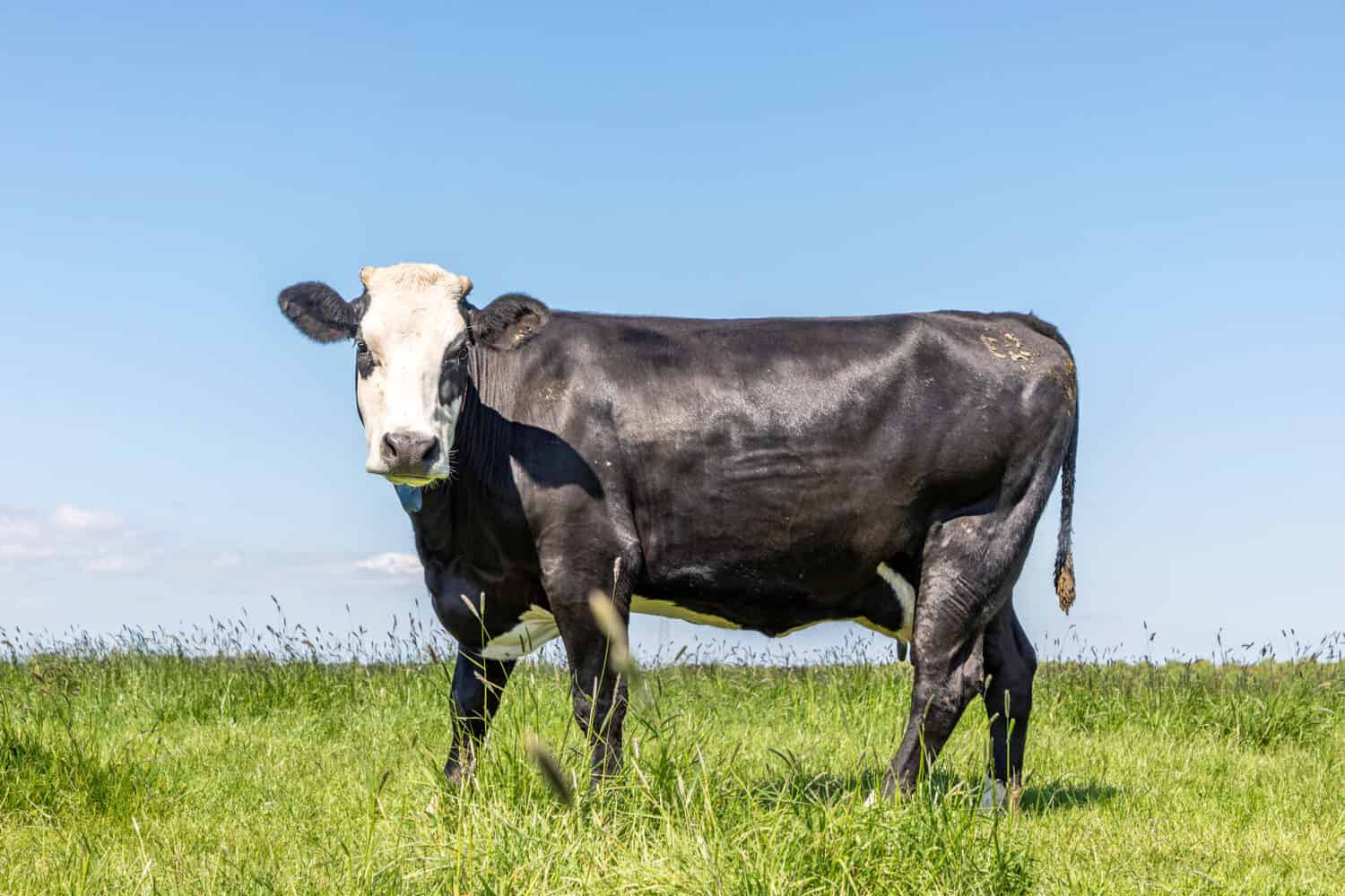 Mucca con bende nere con corna, razza bovina conosciuta come: blisterhead aka blaarkop, fleckvieh, su un campo con erba alta e un cielo blu come sfondo nei Paesi Bassi.