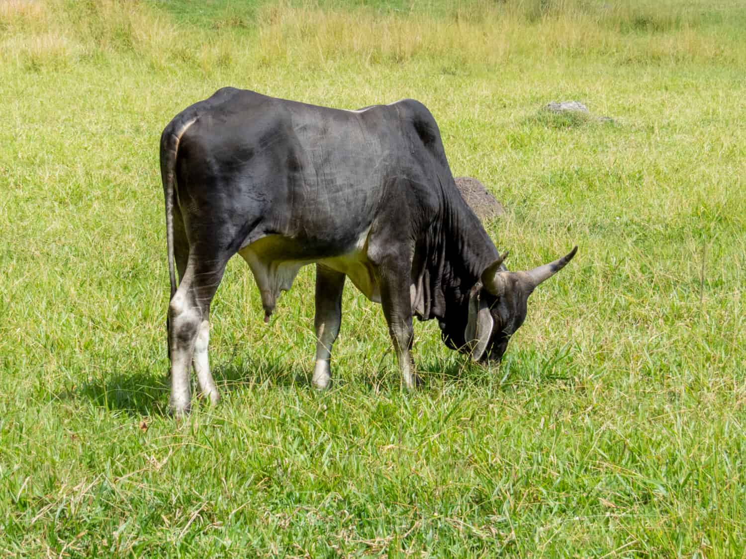 Guzerat bestiame al pascolo sul prato